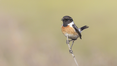 Taşkuşu - Saxicola rubicola kuş fotoğrafı
