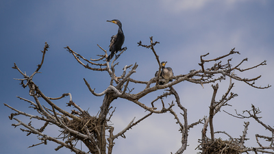 Karabatak - Phalacrocorax carbo kuş fotoğrafı