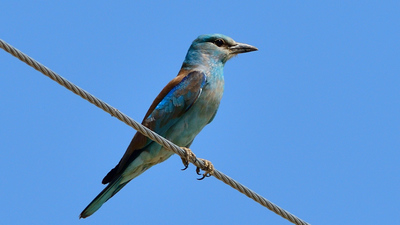 Gökkuzgun (Coracias garrulus) - Şanlıurfa / Birecik kuş fotoğrafı