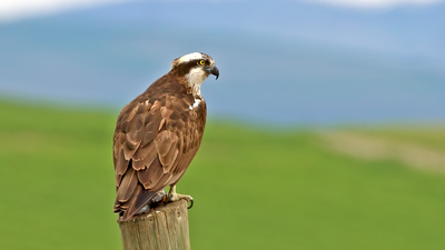 Balık Kartalı (Pandion haliaetus) - Malatya / Arguvan kuş fotoğrafı