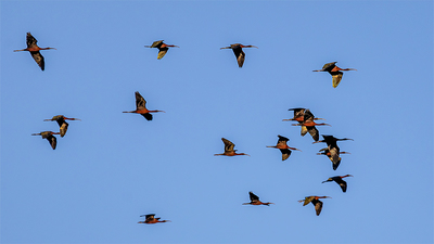Çeltikçi (Plegadis falcinellus) - Antalya / Manavgat kuş fotoğrafı