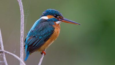 Yalıçapkını - Alcedo atthis kuş fotoğrafı