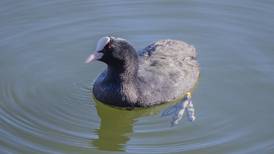 Sakarmeke - Fulica atra kuş fotoğrafı