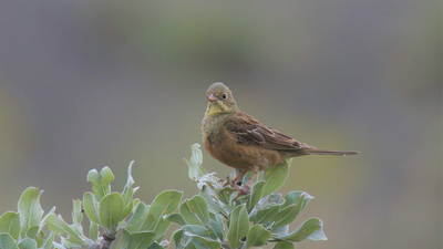 Kirazkuşu - Emberiza hortulana kuş fotoğrafı