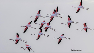 Flamingo