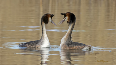 Bahri (Podiceps cristatus) - Ankara / Gölbaşı kuş fotoğrafı