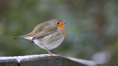 Kızılgerdan (Erithacus rubecula) - Kastamonu / Abana kuş fotoğrafı