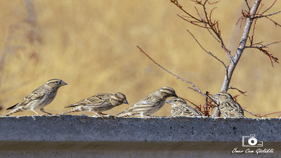 Kaya Serçesi (Petronia petronia) - Ankara / Gölbaşı kuş fotoğrafı