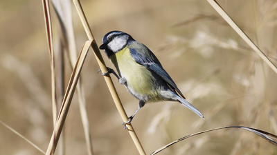 Mavi Baştankara (Cyanistes caeruleus) - Çorum / Merkez kuş fotoğrafı