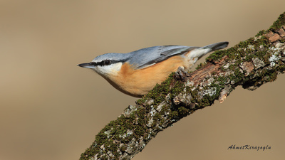 Sıvacı (Sitta europaea) - Ankara / Ayaş kuş fotoğrafı