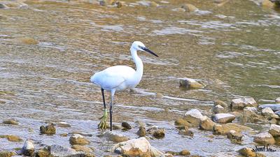 Küçük Ak Balıkçıl (Egretta garzetta) - Kastamonu / Abana kuş fotoğrafı