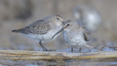Karakarınlı Kumkuşu - Calidris alpina kuş fotoğrafı