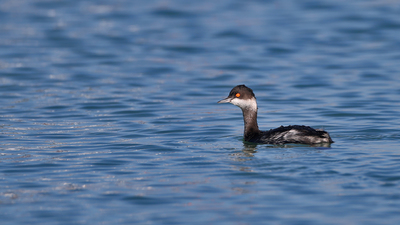 Karaboyunlu Batağan (Podiceps nigricollis) - İstanbul / Çatalca kuş fotoğrafı