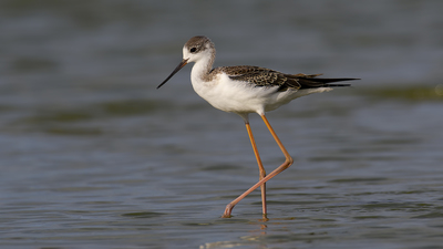 Uzunbacak - Himantopus himantopus kuş fotoğrafı