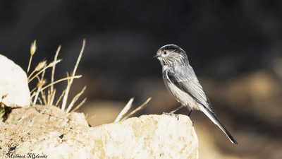Uzunkuyruklu Baştankara - Aegithalos caudatus