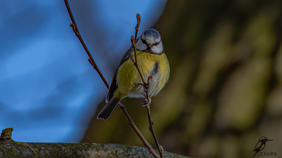 Mavi Baştankara - Cyanistes caeruleus kuş fotoğrafı