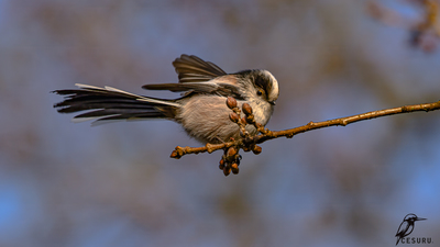 Uzunkuyruklu Baştankara - Aegithalos caudatus kuş fotoğrafı