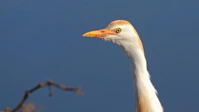 Sığır Balıkçılı - Ardea ibis kuş fotoğrafı