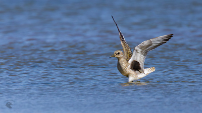 Gümüş Yağmurcun - Pluvialis squatarola kuş fotoğrafı
