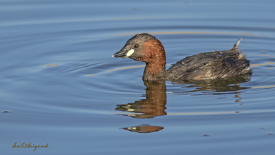Küçük Batağan - Tachybaptus ruficollis kuş fotoğrafı