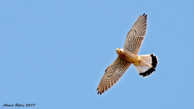 Kerkenez - Falco tinnunculus kuş fotoğrafı