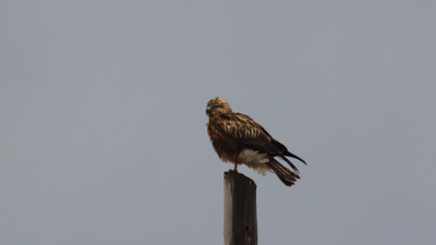 Kızıl şahin (Buteo rufinus) - Sivas / Kangal kuş fotoğrafı