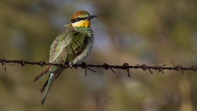 Arıkuşu - Merops apiaster kuş fotoğrafı