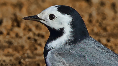 Ak kuyruksallayan (Motacilla alba) - Malatya / Doğanşehir kuş fotoğrafı