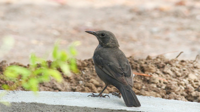 Karatavuk - Turdus merula kuş fotoğrafı