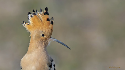 İbibik - Upupa epops kuş fotoğrafı
