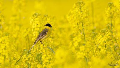 Sarı Kuyruksallayan