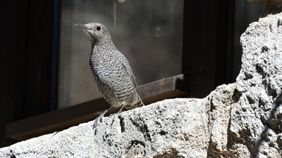 Gökardıç (Monticola solitarius) - Afyonkarahisar / İhsaniye kuş fotoğrafı