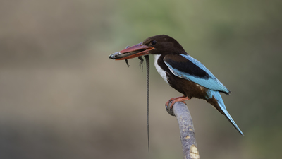 İzmir yalıçapkını (Halcyon smyrnensis) - Mersin / Silifke kuş fotoğrafı