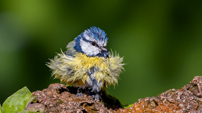 Mavi Baştankara - Cyanistes caeruleus kuş fotoğrafı
