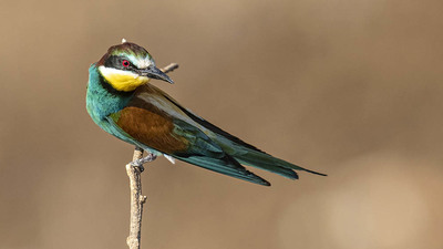 Arıkuşu - Merops apiaster kuş fotoğrafı