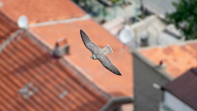 Gök Doğan - Falco peregrinus kuş fotoğrafı