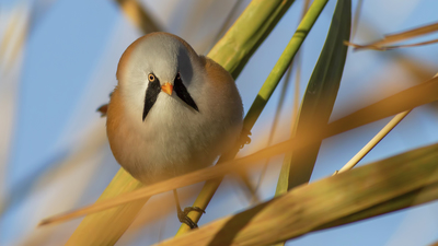 Bıyıklı Baştankara - Panurus biarmicus kuş fotoğrafı