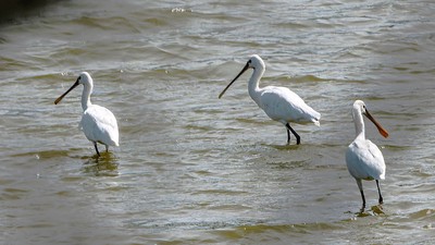 Kaşıkçı (Platalea leucorodia) - Kırklareli / Babaeski kuş fotoğrafı