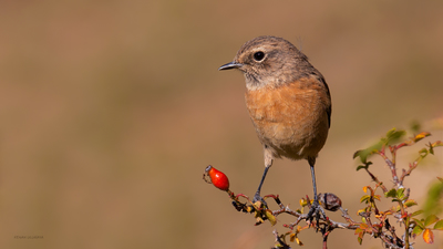 Taşkuşu - Saxicola rubicola kuş fotoğrafı