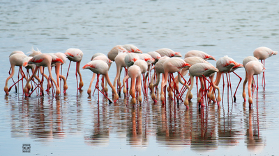 Flamingo