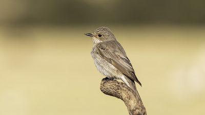 Benekli Sinekkapan - Muscicapa striata kuş fotoğrafı