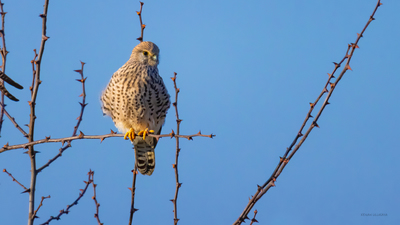 Kerkenez - Falco tinnunculus kuş fotoğrafı