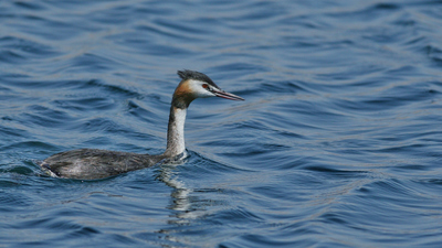 Bahri (Podiceps cristatus) - Gaziantep / Nizip kuş fotoğrafı