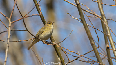 Çıvgın (Phylloscopus collybita) - - / - kuş fotoğrafı