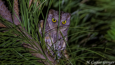 İshakkuşu - Otus scops kuş fotoğrafı