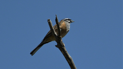 Kaya Çintesi - Emberiza cia kuş fotoğrafı
