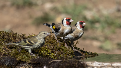 Saka - Carduelis carduelis kuş fotoğrafı