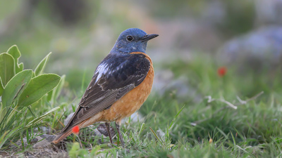 Taşkızılı (Monticola saxatilis) - Ankara / Elmadağ kuş fotoğrafı