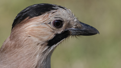 Alakarga - Garrulus glandarius kuş fotoğrafı