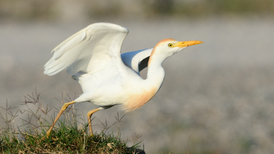 Sığır Balıkçılı - Ardea ibis kuş fotoğrafı